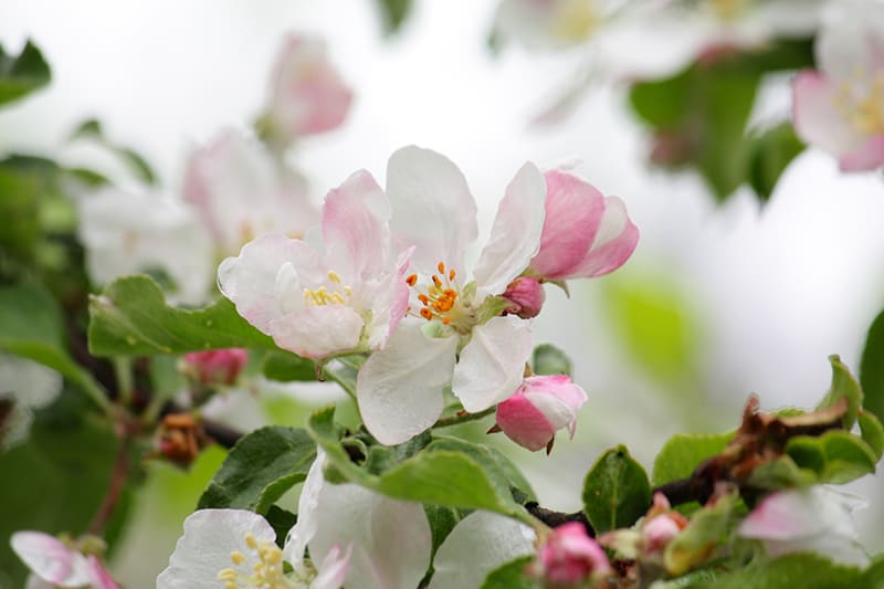 Apple Blossom