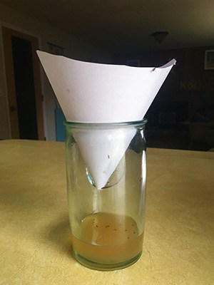 Apple Cider Vinegar Fruit Fungus Gnat Trap