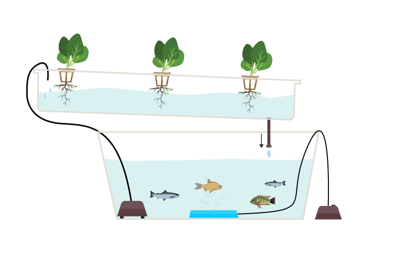 aquaponic gardening