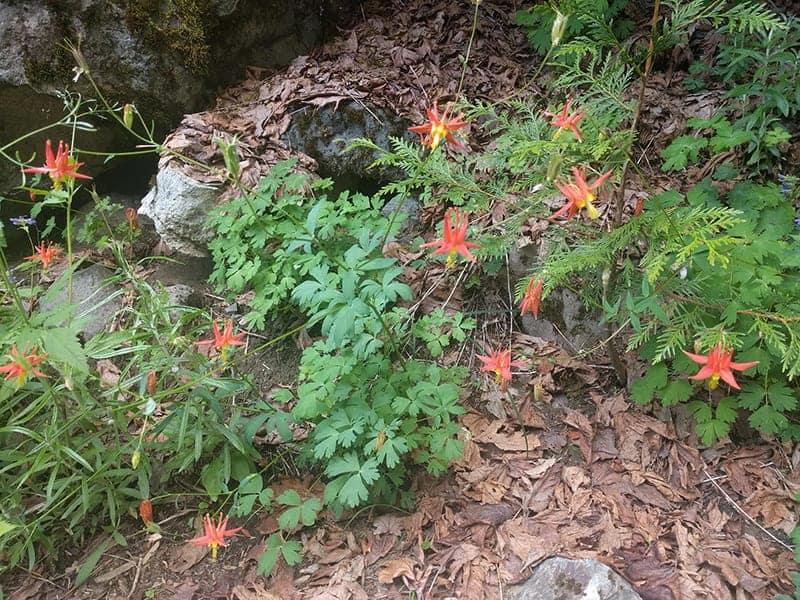 Aquilegia formosa ‘Western Columbine’