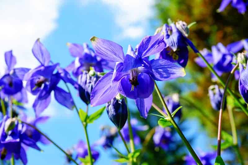 Aquilegia vulgaris