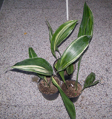 Aspidistra elatior variegata