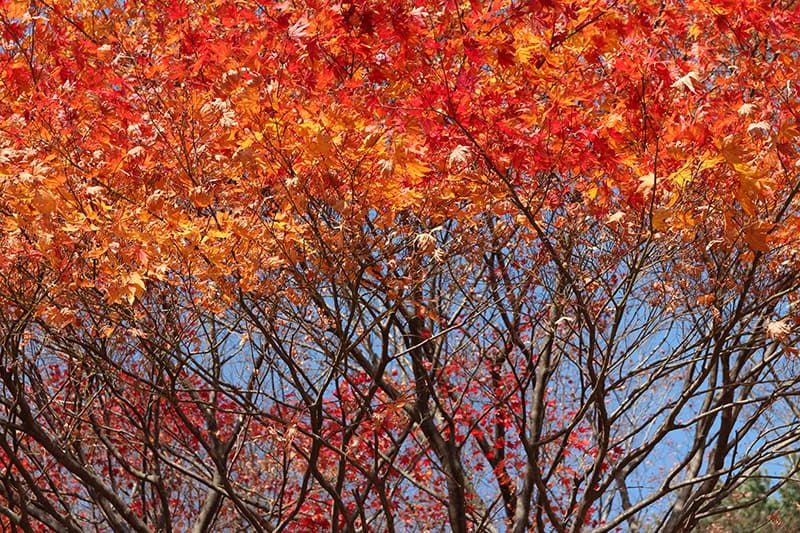 new level guide maple 2019 new level guide maple 2019