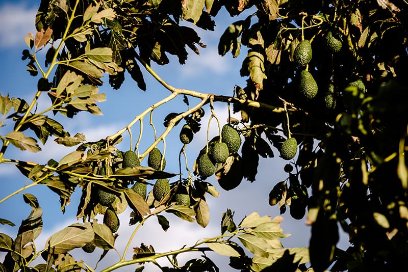 venta de plantas de aguacate la luz