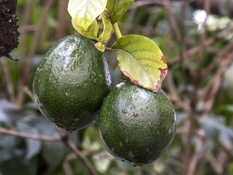 venta de plantas de aguacate la luz riego de aguacate