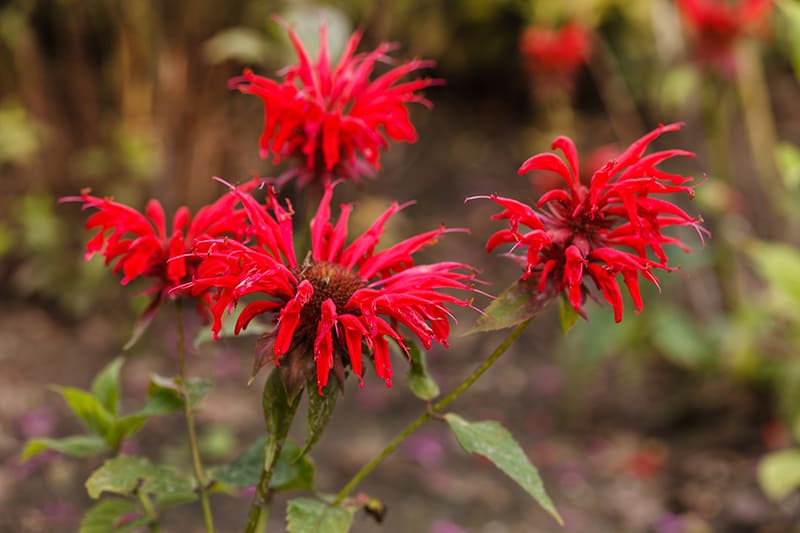 Bee Balm