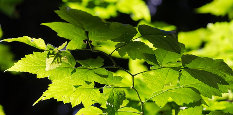 Big Leaf Maple