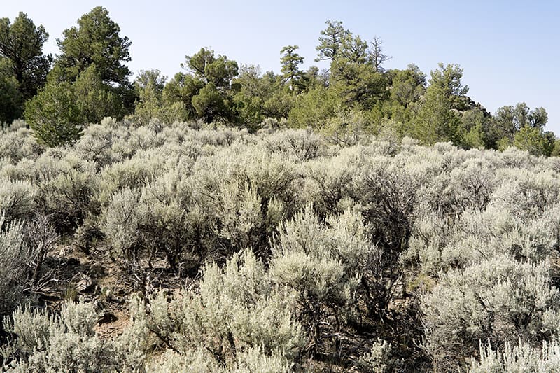 Big Sagebrush
