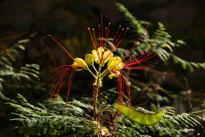 Bird of Paradise Shrub-Caesalpinia gilliesii