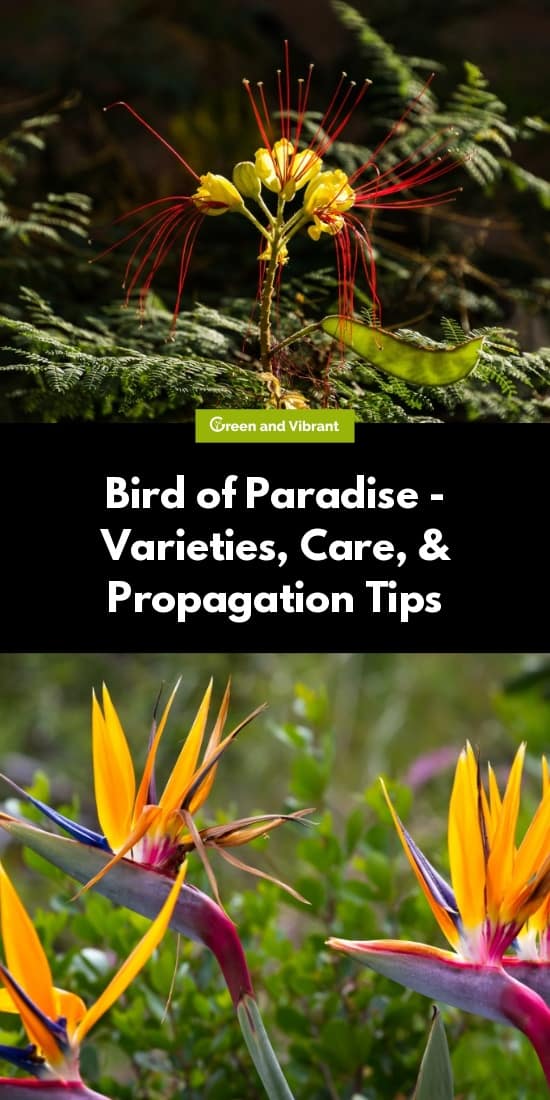 Bird of Paradise - Varieties, Care, & Propagation Tips