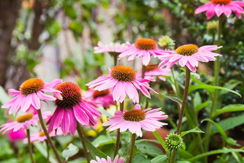 Black-Eyed Susan