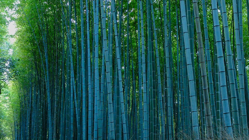 Blue Bamboo