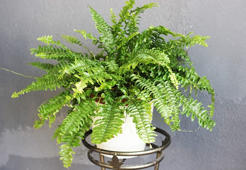 Boston Fern