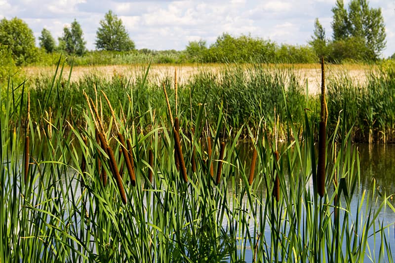 Broadleaf Cattail