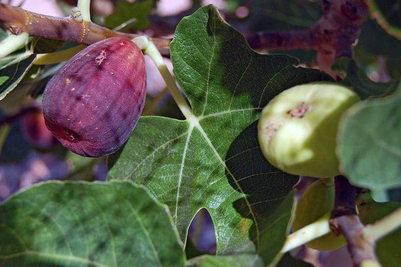 Brown Turkey Figs