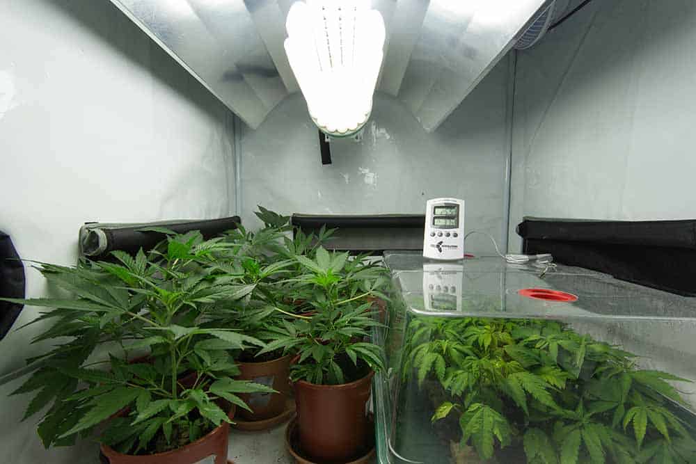 what is a cfl grow light