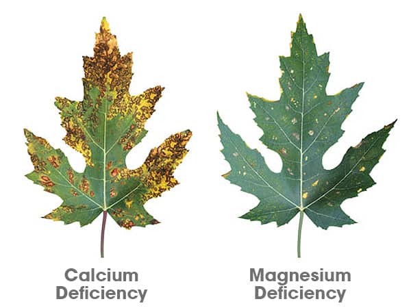 Cal-Mag Deficiency