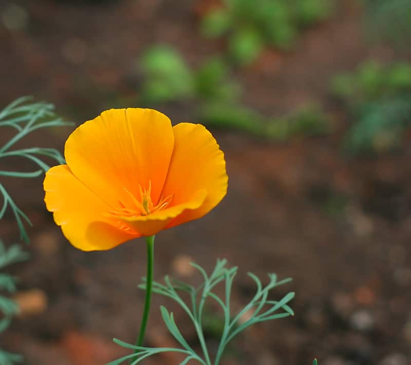 California Poppy