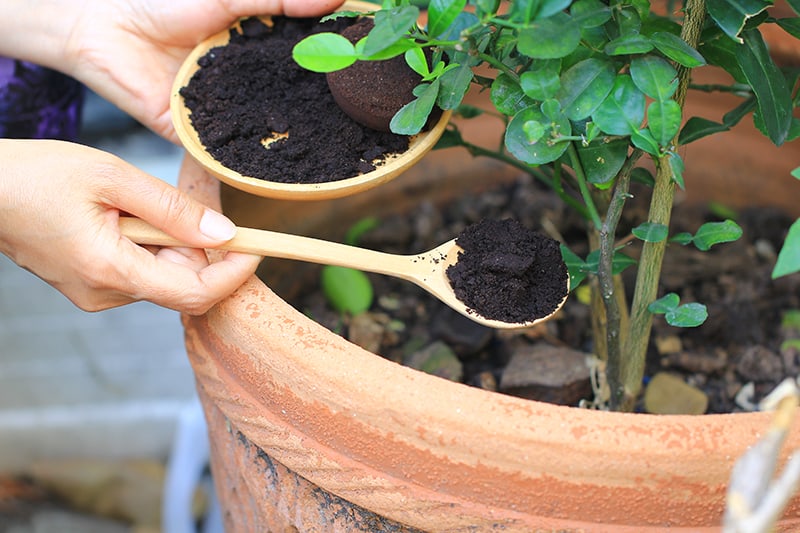 Benefits of coffee grounds to plants