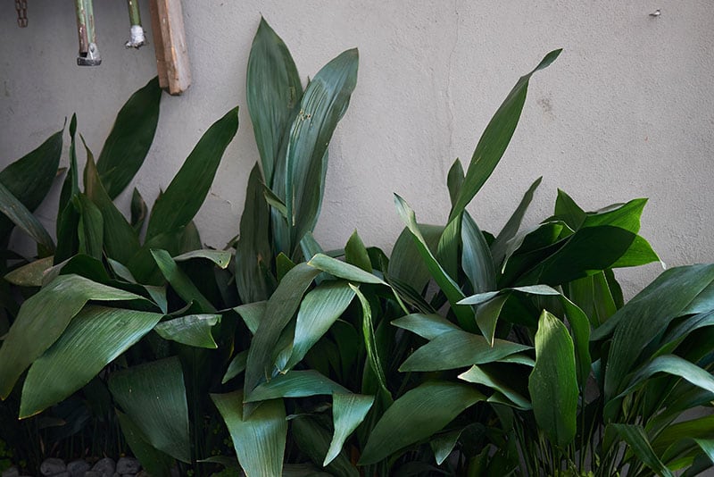 A Aspidistra elatior ápolása