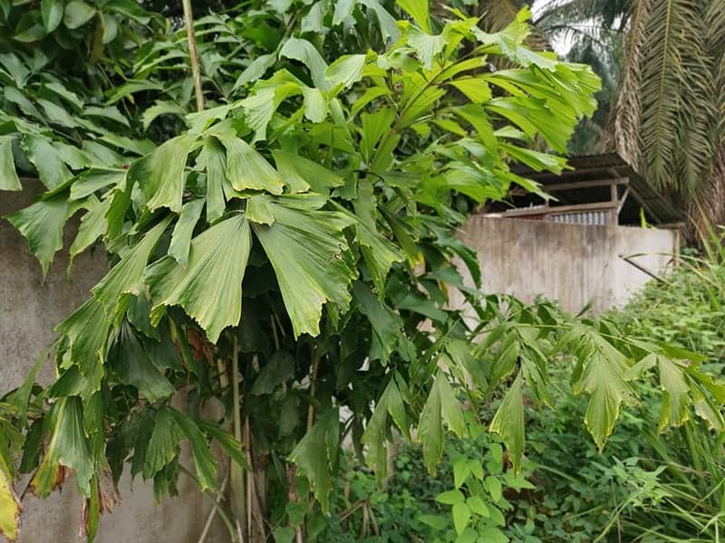 Caryota Mitis