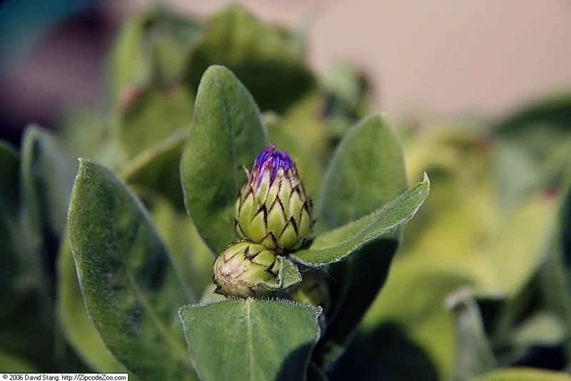 Centaurea montana ‘Gold Bullion’