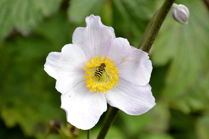 Cherokee Rose