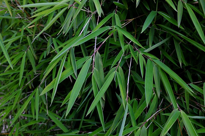 Chinese Fountain Bamboo