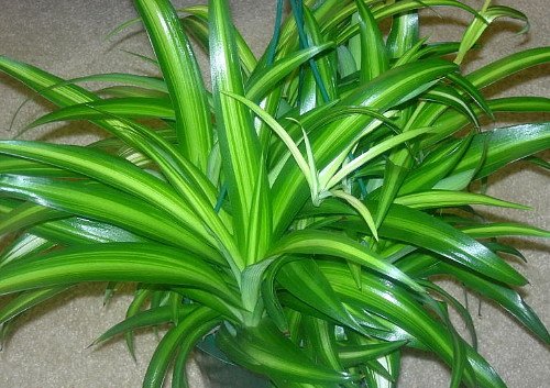 Chlorophytum viridescens 'Hawaiian'