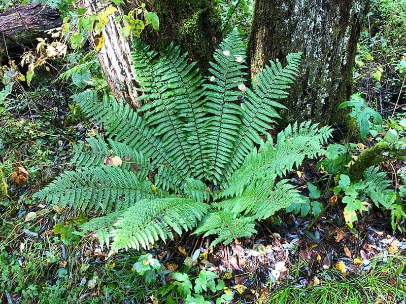 Cinnamon Fern