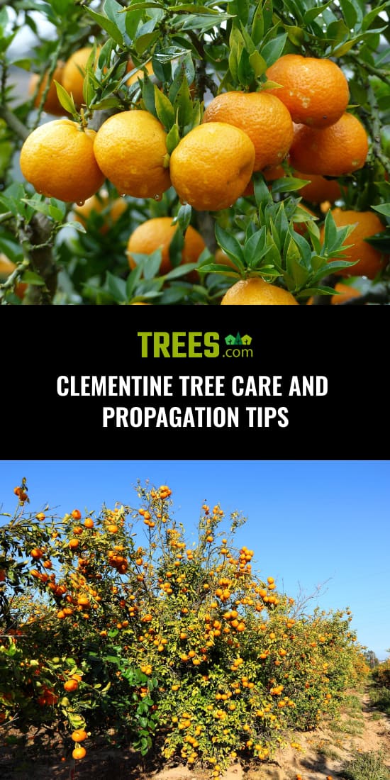 Clementine Tree Care and Propagation Tips