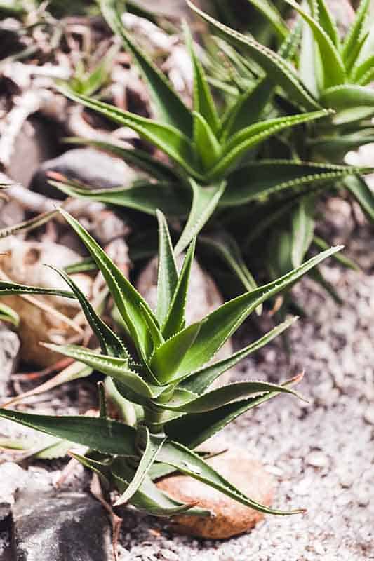 Aloès grimpant - Aloe Ciliaris