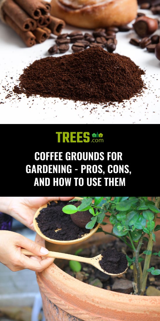 Coffee Grounds for Gardening Pros, Cons, and How to Use