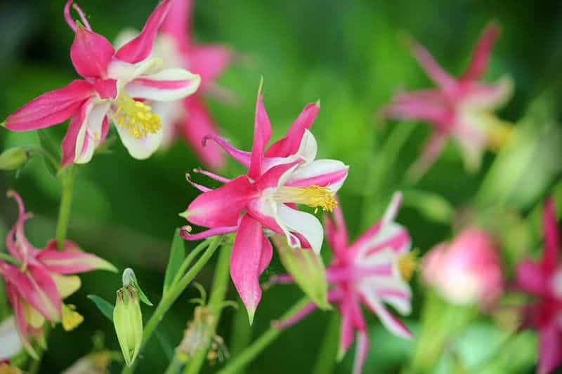 Columbine flower in the garden