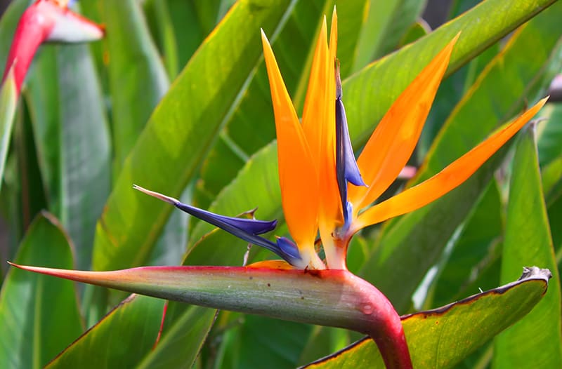 Common Bird of Paradise-Strelitzia reginae