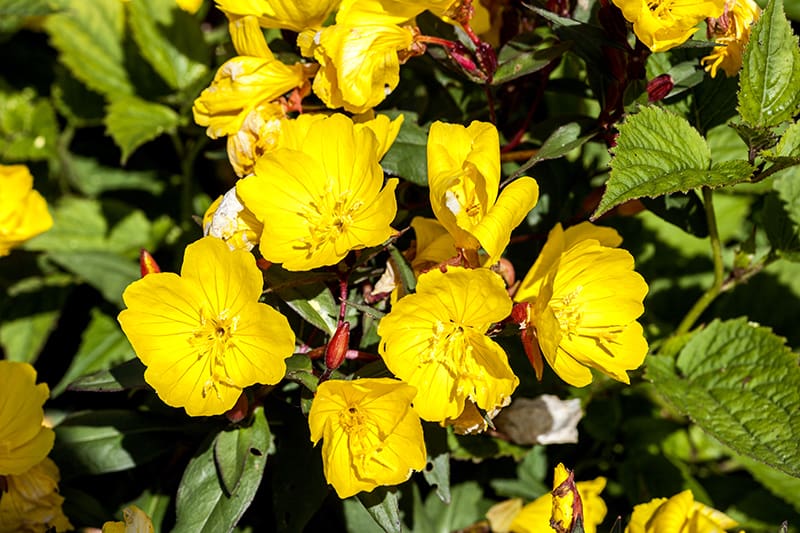 Common Evening Primrose