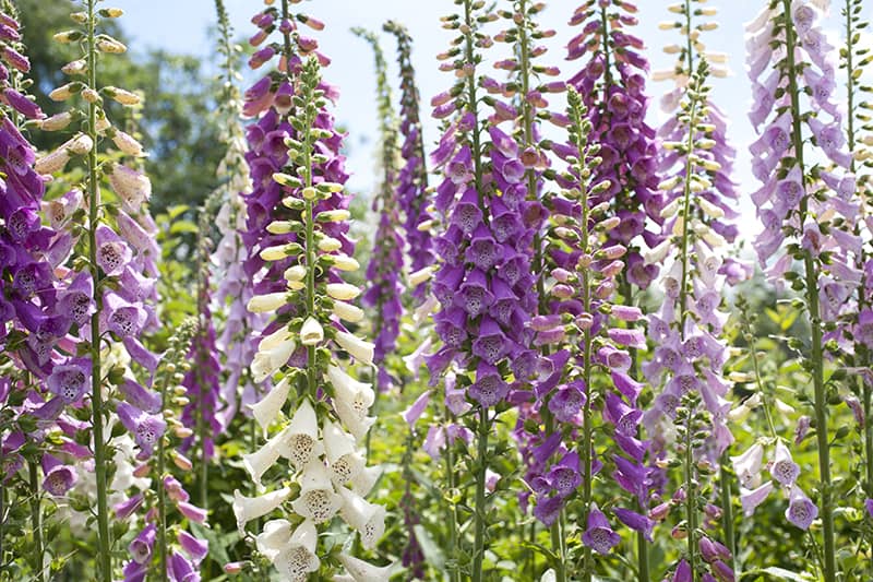 Common Foxglove