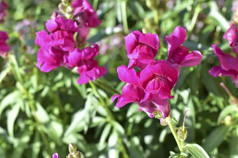 Common Snapdragon