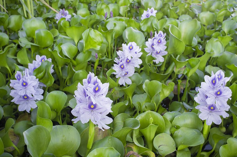 Common Water Hyacinth