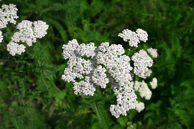 Common Yarrow