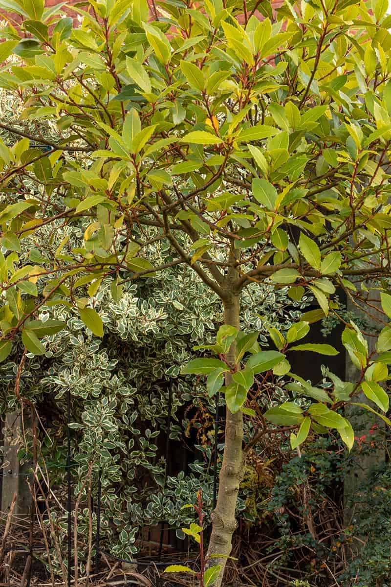 Container Trees