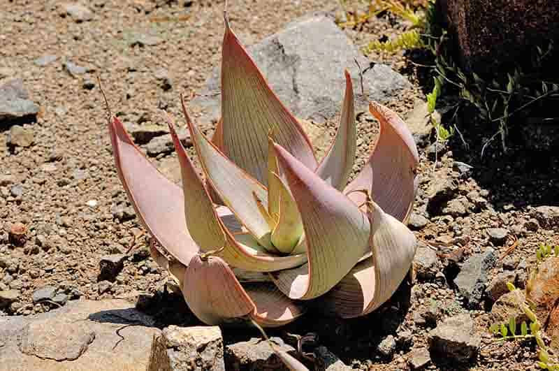 Aloès corail - Aloe Striata