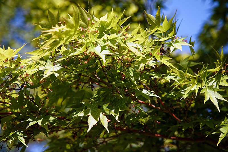Coral Bark Maple