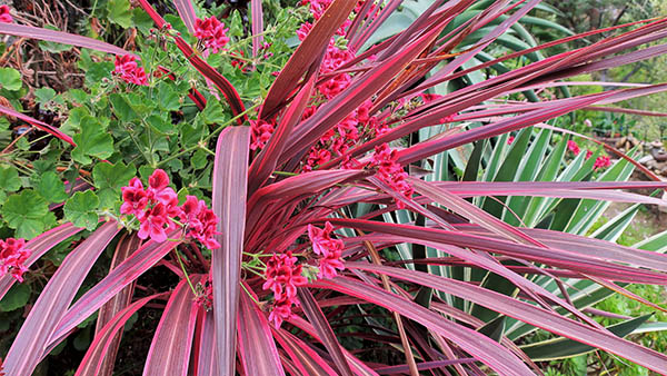 Cordyline 'Electric Pink'