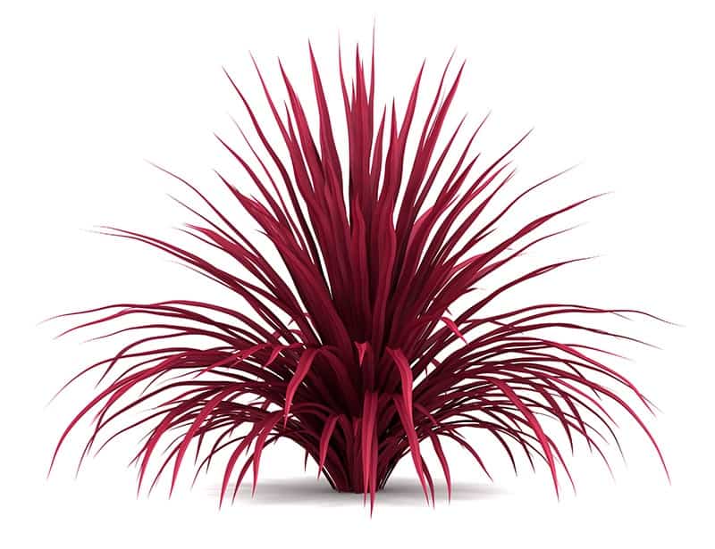 Cordyline australis Red Star