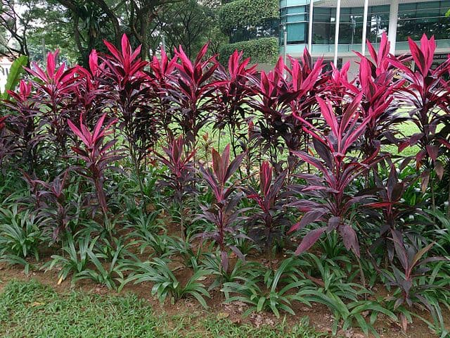 Cordyline fruiticosa 'Firebrand'