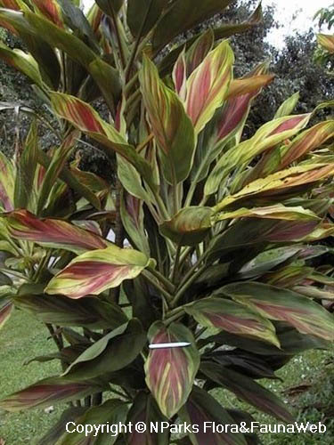 Cordyline fruticosa 'Tricolor'
