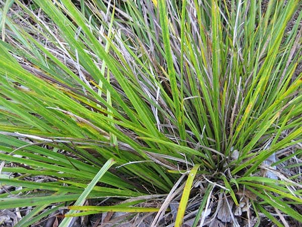 Cordyline pumilio- ‘Dwarf cabbage tree’