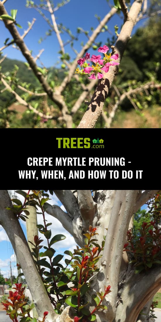 Crepe Myrtle Pruning 