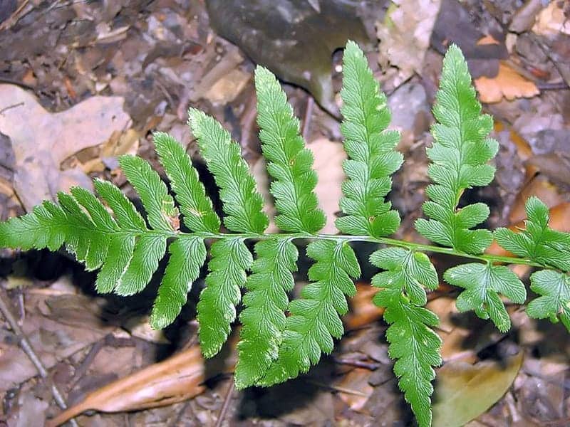 Crested Buckler Fern